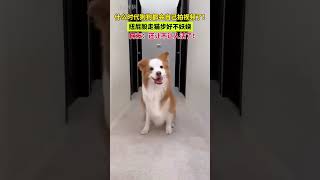 A smart 😅😅 puppy 🐶 puppy funny funnyshorts happy [upl. by Aleekahs]