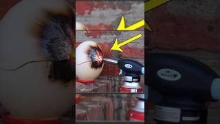 EXPERIMENT  OSTRICH EGG VS 10000 MATCHES I Fried egg on match 😱shorts automobile dangerfacts [upl. by Zzabahs809]