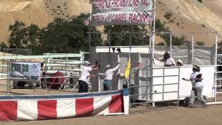 Ostrich Racing at Virginia City [upl. by Godding]