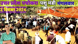 पचोखरा पशु मंडी  03 दिसंबर 2024  Pachokhara Pashu mandi  उत्तर प्रदेश पचोकरा पशु मंडी  buffalo [upl. by Orlanta]