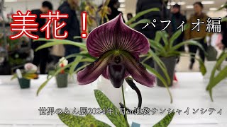 【美花】圧巻！美しい紫から多花性大輪種銘品パフィオが勢揃い！パフィオ編 [upl. by Eleonora]