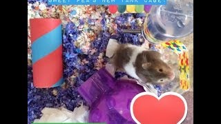 Hamster  Sweet Peas 40 Gallon Tank cage Upgrade Timelapse [upl. by Mayfield]