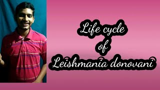 Life cycle of Leishmania donovani ☺☺ [upl. by Arbe930]