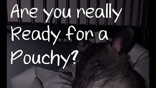 Are you really ready for a pouched rat Gambian Pouched Rat [upl. by Iphigenia]