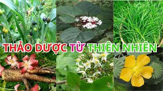 70 Cây Thuốc Nam Theo Quy Định Bộ Y Tế – Những Kho Báu Sức Khỏe Quanh Ta NTH [upl. by Fritzie599]