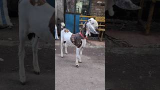 Lambi Race Ka ghoda aligoatfarm youtube [upl. by Pence]