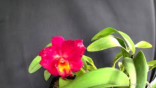 Cattleya Circle of Life Red Bird Orchid garden plants flowers beautiful beautifulorchids [upl. by Rambort560]