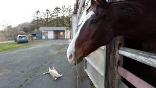 【名馬の今1】メイショウドトウは猫と一緒に穏やかに暮らしています [upl. by Eninnaej]