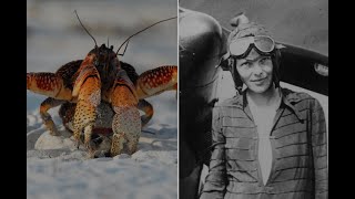 Unsolved Mystery What Really Happened to Amelia Earhart [upl. by Annemarie314]