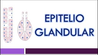 TEJIDO EPITELIAL Epitelio Glandular [upl. by Erodoeht]