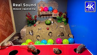 Cat TV for Cats to Watch  10 Hours Mouse Digging Burrows  Mice in and out amp Play on Screen  4K [upl. by Esmerelda]