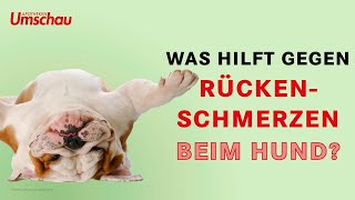 Dackellähme beim Hund  Tiergesundheit [upl. by Gnas]