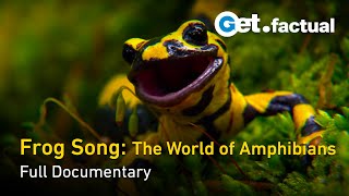 Frog Song The World of Amphibians  Full Documentary [upl. by Rudwik]