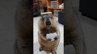 Marmot puts on a cookie hat and chews [upl. by Safko]