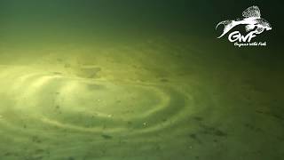 Corydoras punctatus in its natural habitat with Guyane Wild Fish Association [upl. by Nirraj]