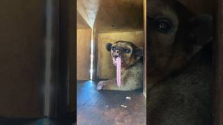 Sweet disabled Winnie’s big modeling debut  she can capture every angle ￼ kinkajou animals [upl. by Sixela]