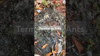 Termites vs Carpenter Ants 🐜 👀 pestcontrol shorts florida termites ants [upl. by Samuel]