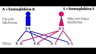 Hereditariedade Falciforme SS X AS [upl. by Doe]