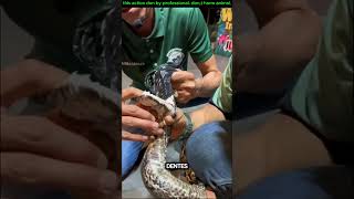 quantos dentes tem uma cobra viralvideo animals comedyvideos titanic facts [upl. by Byrdie382]