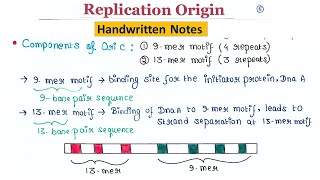 Replication origin [upl. by Brucie]