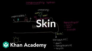 Meet the skin Overview  Integumentary system physiology  NCLEXRN  Khan Academy [upl. by Guntar]