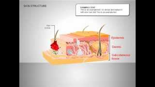 Skin Structure Diagrams [upl. by Nolyad]