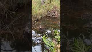 Cottonmouth Cooling Off in a Stream [upl. by Christalle385]