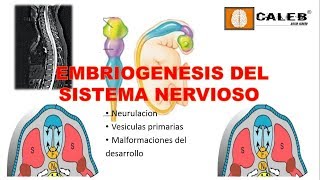 Neuroanatomía  Embriogénesis del Sistema Nervioso Part I [upl. by Eremaj]