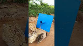 Amazing New Trap  Quail Trap  shorts [upl. by Seravat]