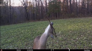 Best Licking Branch for Buck Scrapes [upl. by Encratia]