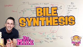 Bile Synthesis  Bile Acids and Salts [upl. by Idrahs542]