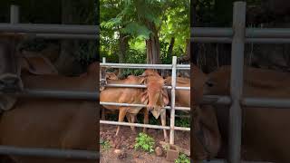 Riego para moscas y garrapatas sortsvideo vacas [upl. by Ashti]