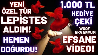 YENİ LEPİSTES ALDIM HEMEN DOĞURDULAR EFSANE VİDEO woof akvaryum [upl. by Stanzel]