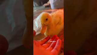 This is what a duckling sounds like when they quack [upl. by Mroz]