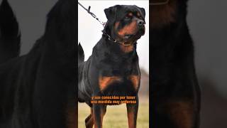 😮 5 Datos increíbles sobre el Rottweiler perros [upl. by Saihttam94]