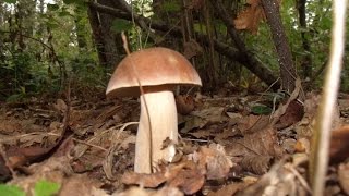 Porcini porcinelli chiodini A funghi nel Parco del Ticino 2013 [upl. by Schonthal62]