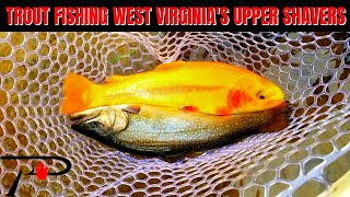 Trout Fishing West Virginias Upper Shavers Fork [upl. by Gould]