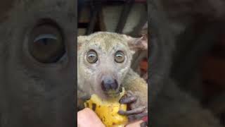 Bush Baby Eats A Banana  Psychedelic bushbaby monkey psychedelicjourney [upl. by Angeline574]