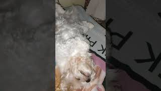 Sleeping my dog shihtzu shortvideo [upl. by Aitnis]