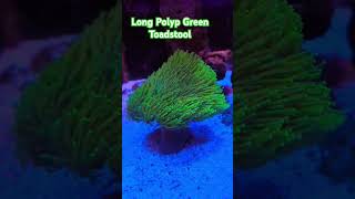 Leather Coral  Green Long Polyp Toadstool Coral softcoral leathercoral reefing reef reefers [upl. by Saxet]