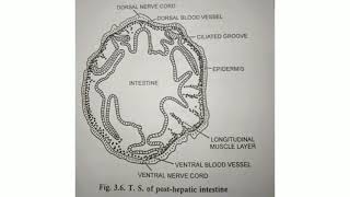 Balanoglossus  T S of Body passing through post Hepatic intestine [upl. by Omrellug]