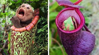 Plants That EAT Animals [upl. by Ezaria16]