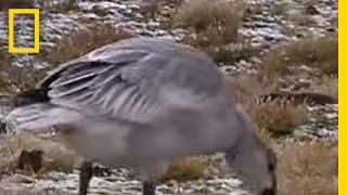 Snow Goose  National Geographic [upl. by Ecirtahs361]