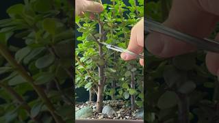 First Cut in Pruning My Bonsai Forest [upl. by Dorotea208]