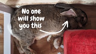 What I WISH I Knew Before Getting an Indoor Flemish Giant Rabbit [upl. by Aneelad]