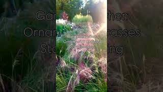 Ornamental Grass Season Fall Landscaping [upl. by Nywroc908]