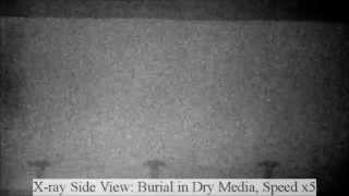 Xray sideview videos of the Ocellated skink burial in dry and wet media [upl. by Dent]