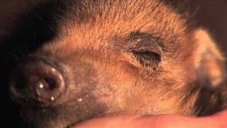 Wildschweinbaby Finni Gut Aiderbichl Henndorf [upl. by Ogdon]