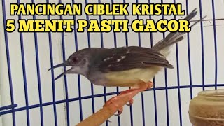 ciblek kristal gacor ngebren ak 47 variasi sekali pancing ciblekmu nyaut [upl. by Markland266]