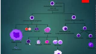 Hematopoiesis map [upl. by Borlow]